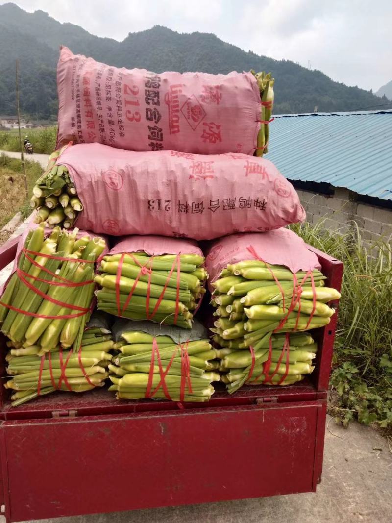 茭白苗丽茭清甜脆口！