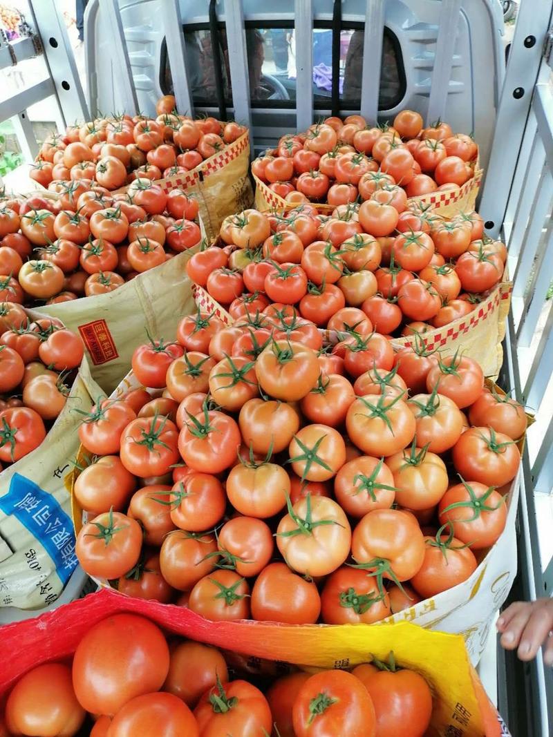 新货上市了大量的西红柿。西红柿。