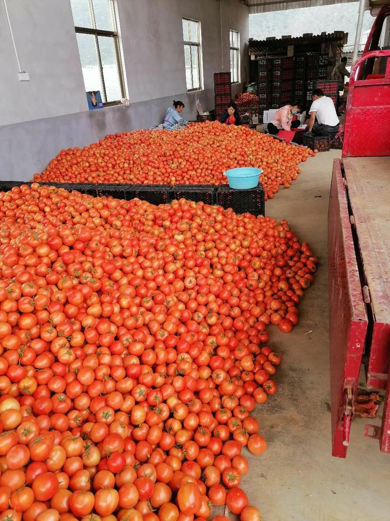 新货上市了大量的西红柿。西红柿。