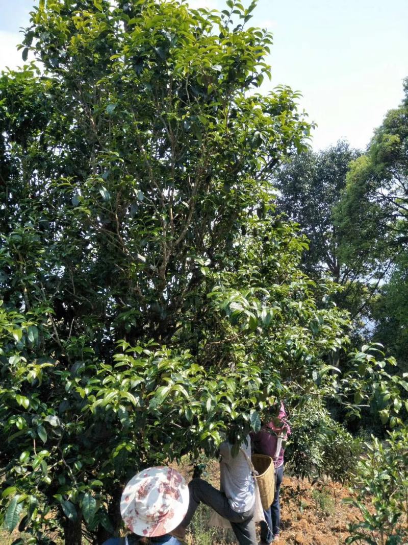 古树红茶，优选百年古树茶叶发酵，太阳干燥