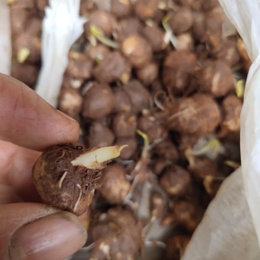 半夏种子，一手货源，量大从优，