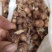半夏种子，一手货源，量大从优，