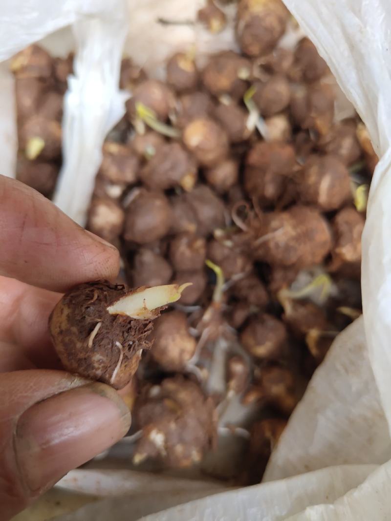 半夏种子，一手货源，量大从优，