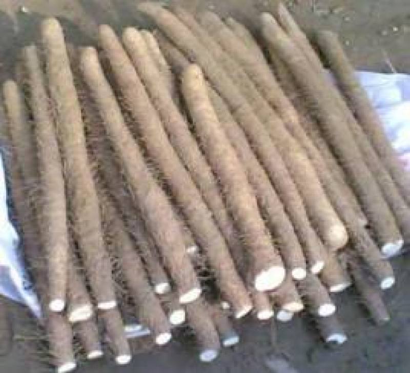 聊城莘县精品美丽白玉大山药