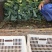 精品耐寒优秀西兰花大量上市江苏基地直供质量保证全国发货