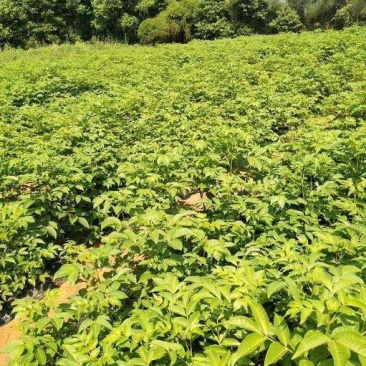 江西中花吴茱萸苗根须发达高产量高回报可技术指导包客户满意