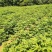 江西中花吴茱萸苗根须发达高产量高回报可技术指导包客户满意