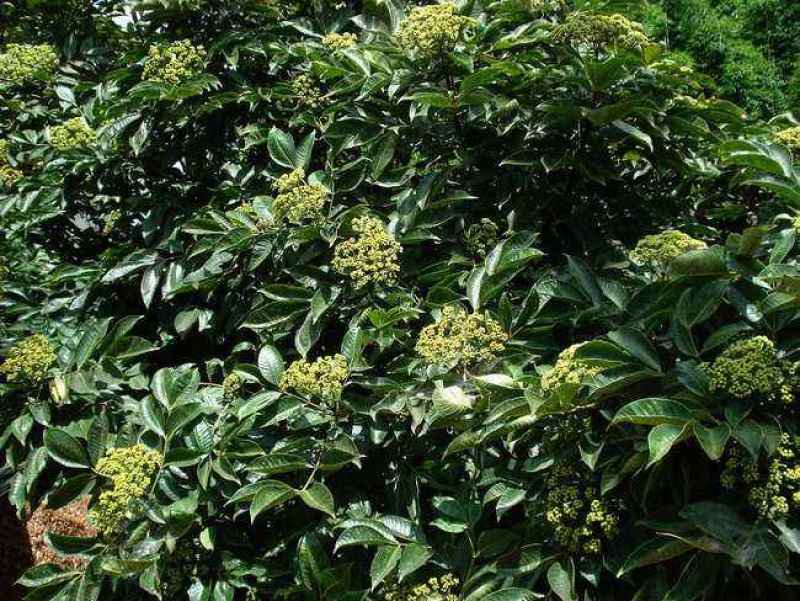 江西中花吴茱萸苗根须发达高产量高回报可技术指导包客户满意