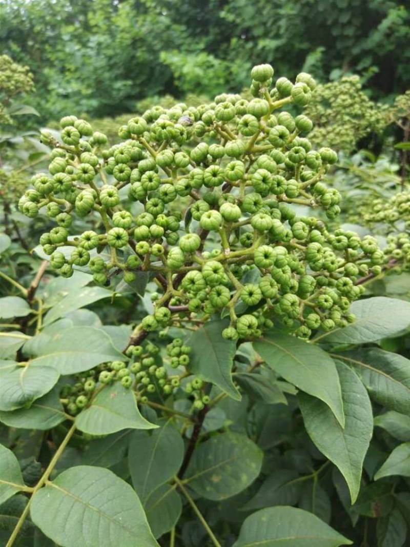 江西中花吴茱萸苗根须发达高产量高回报可技术指导包客户满意