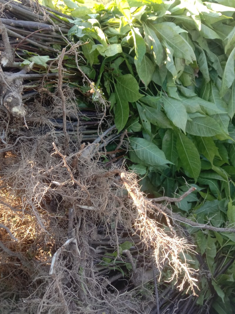江西中花吴茱萸苗根须发达高产量高回报可技术指导包客户满意