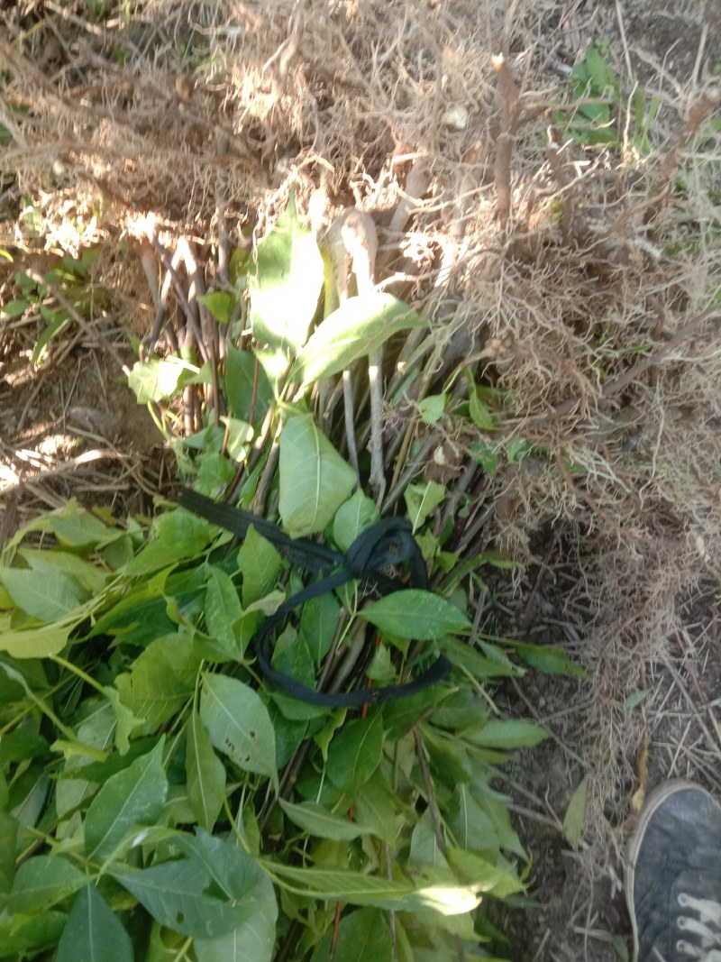 江西中花吴茱萸苗根须发达高产量高回报可技术指导包客户满意