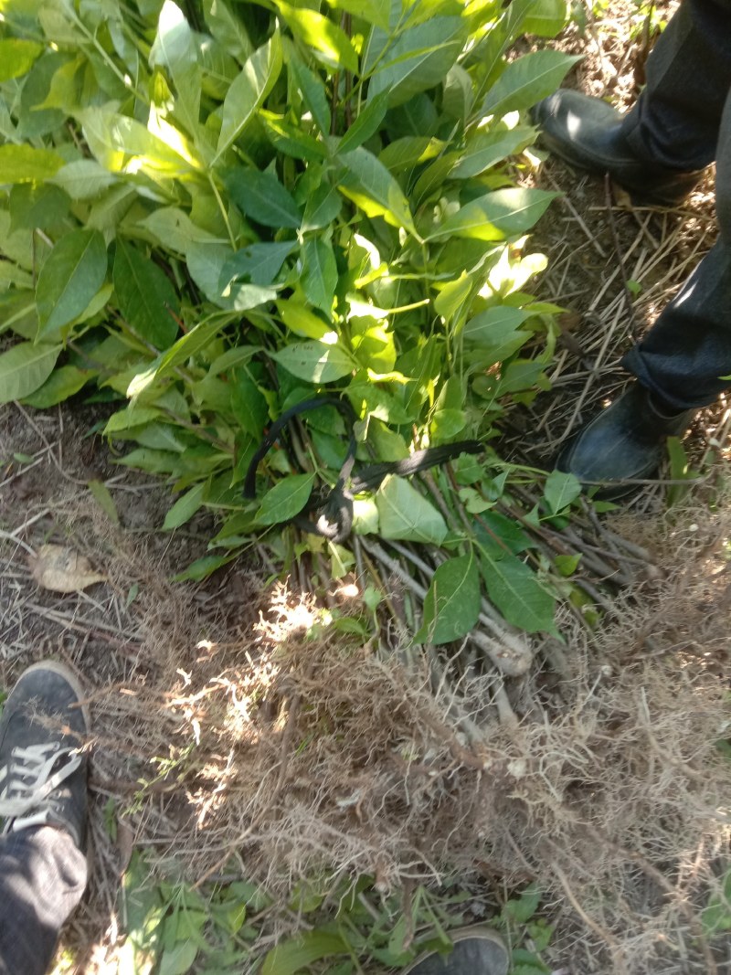 江西中花吴茱萸苗根须发达高产量高回报可技术指导包客户满意