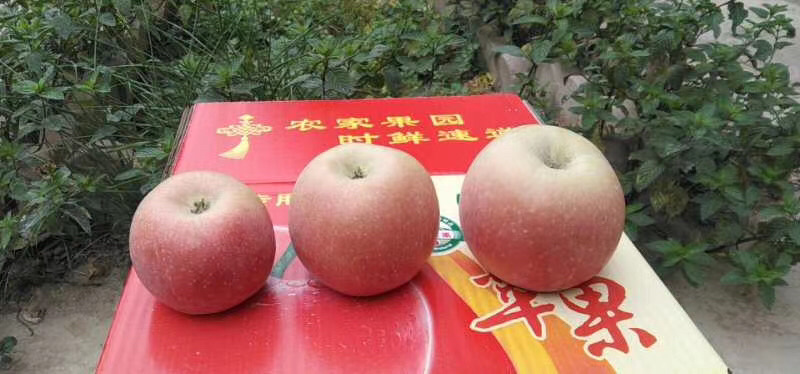 山西运城红富士苹果糖心苹果微商电商一件代发