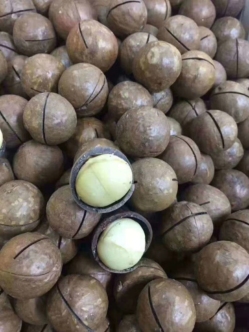 新货夏威夷果！纯澳洲果！纯白仁！皮薄易开！实图拍摄！