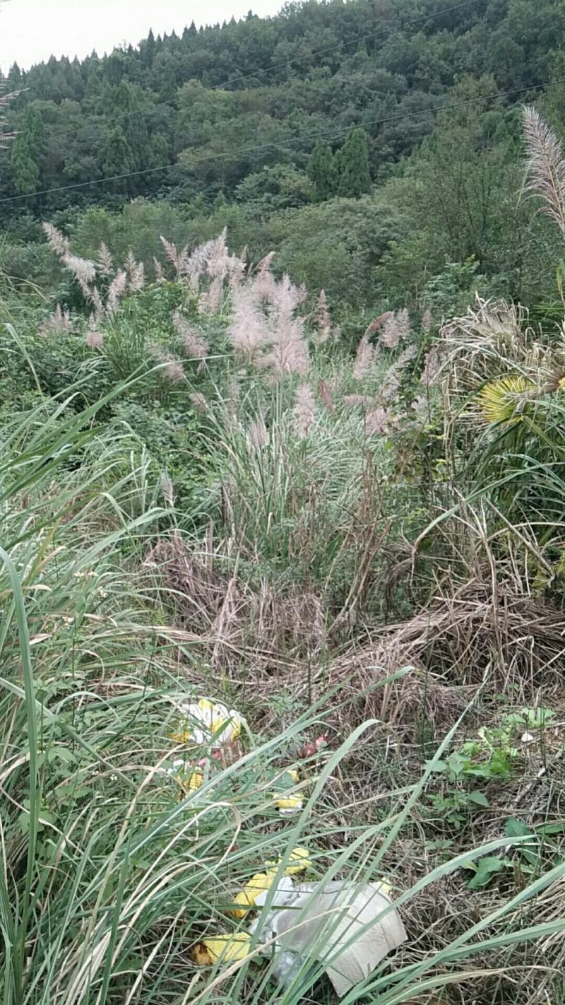 芦苇干花（每棵精心挑选，有三种不同芦苇干花，需要请留言）