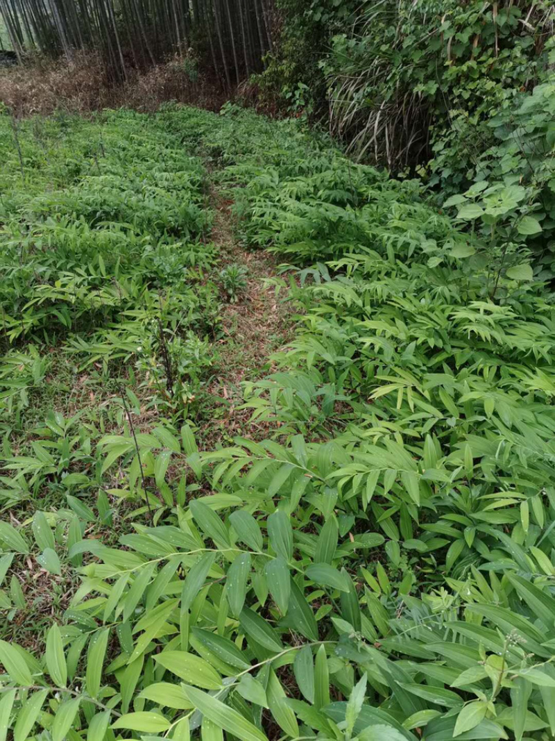 黄精种苗基地直发货好价平