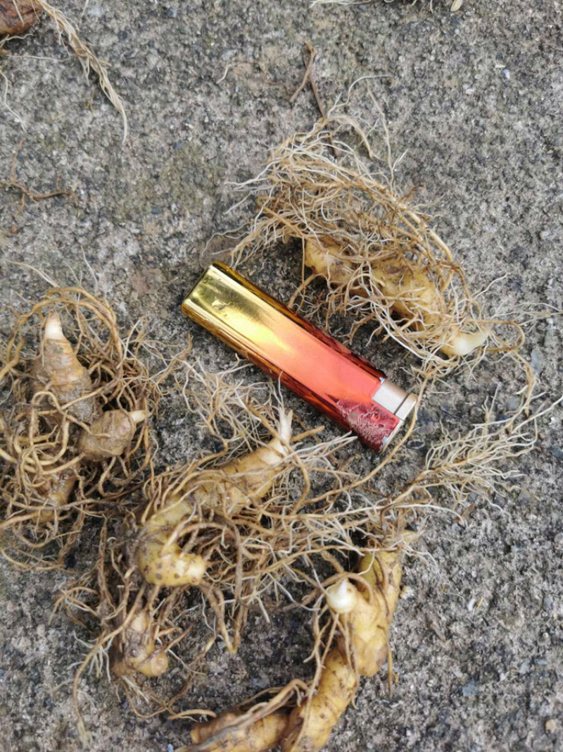 黄精种苗基地直发货好价平