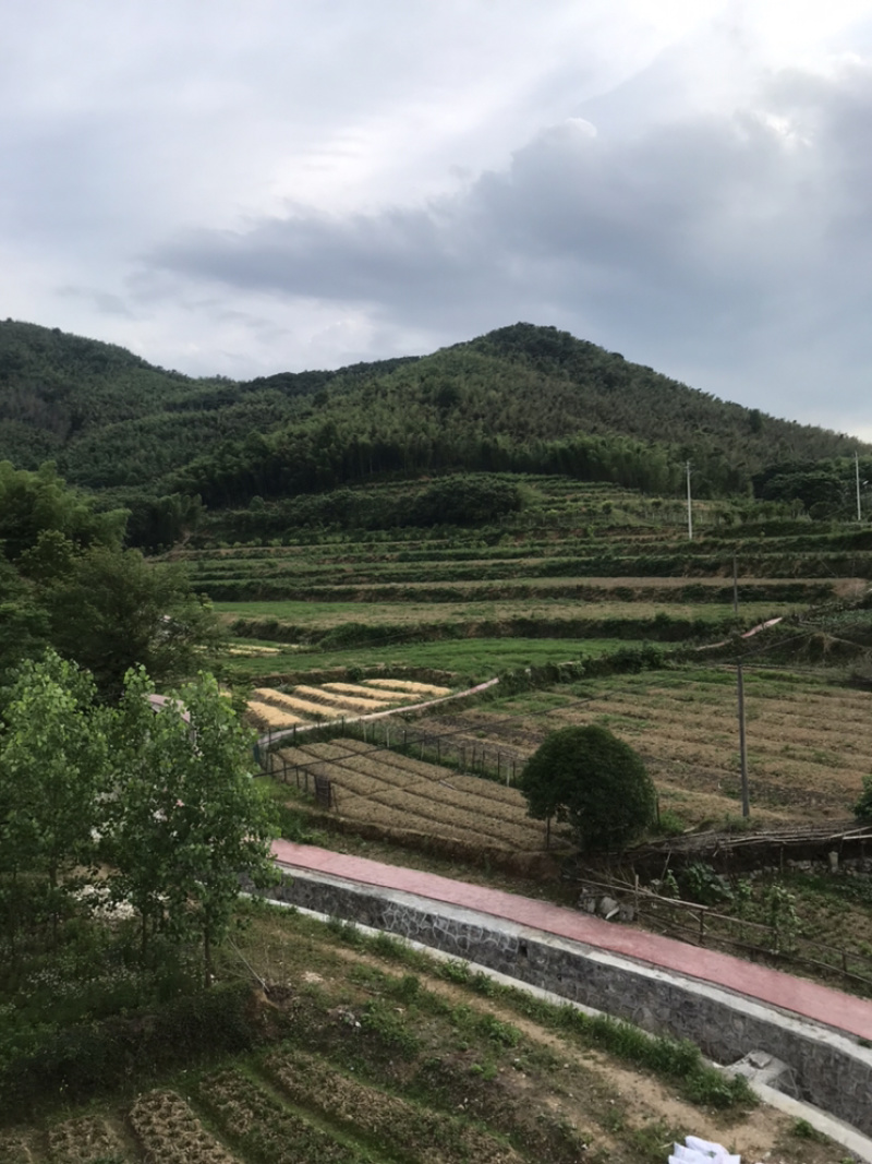 黄精种苗基地直发货好价平