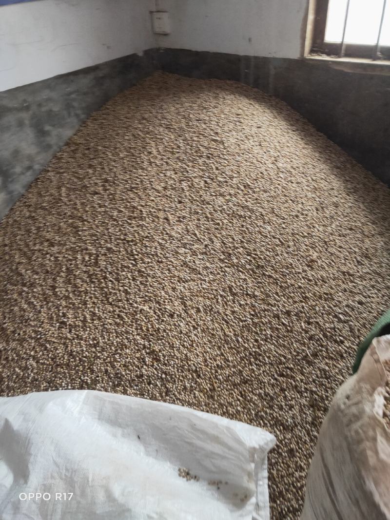 新产薏仁米，颗粒饱满，色泽鲜艳