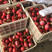 【精品】红皮萝卜大量供应，欢迎各位老板订购，全国发货