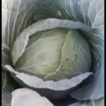 甘肃靖远双龙三号莲花白大量现货