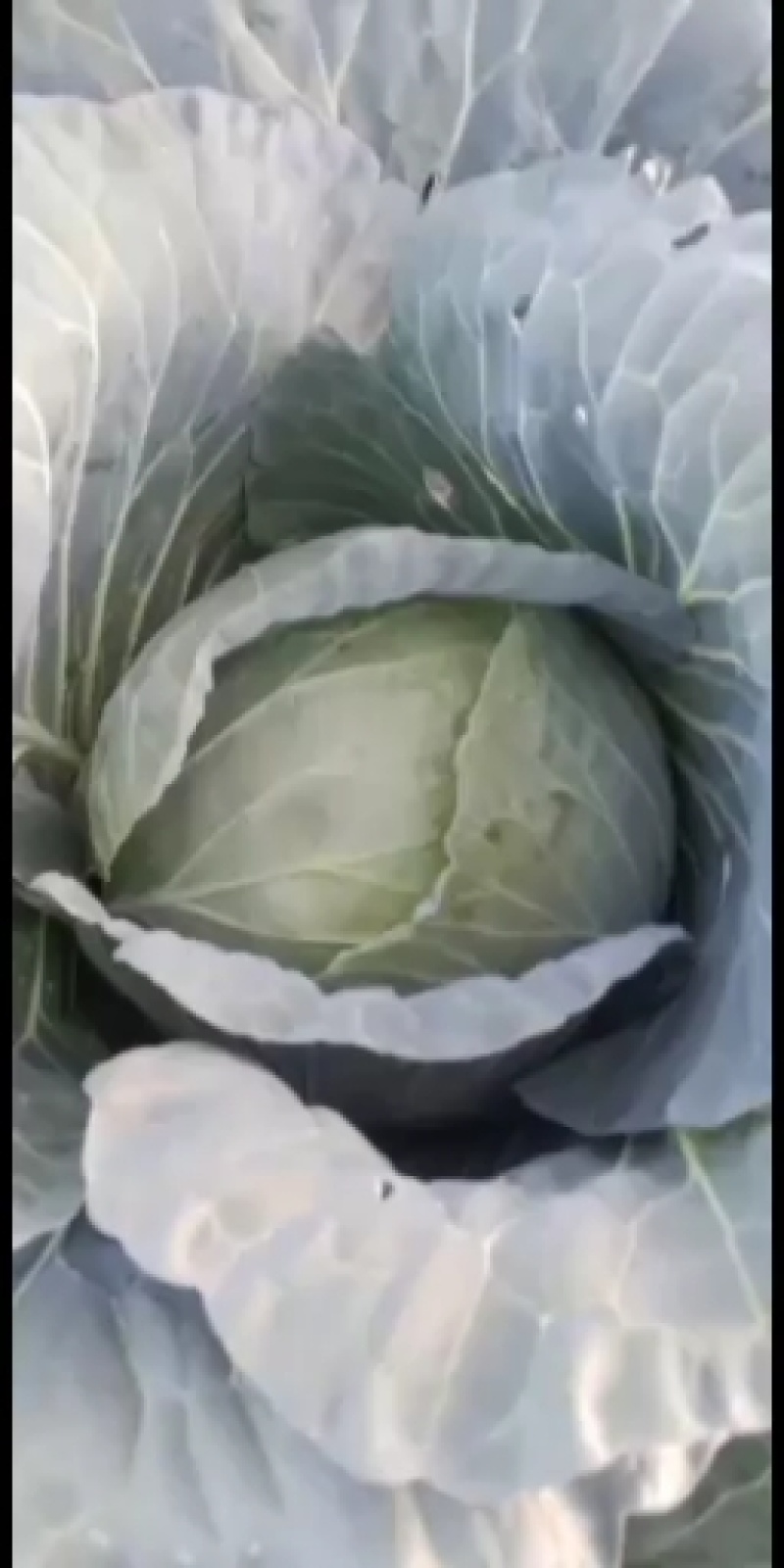 甘肃靖远双龙三号莲花白大量现货