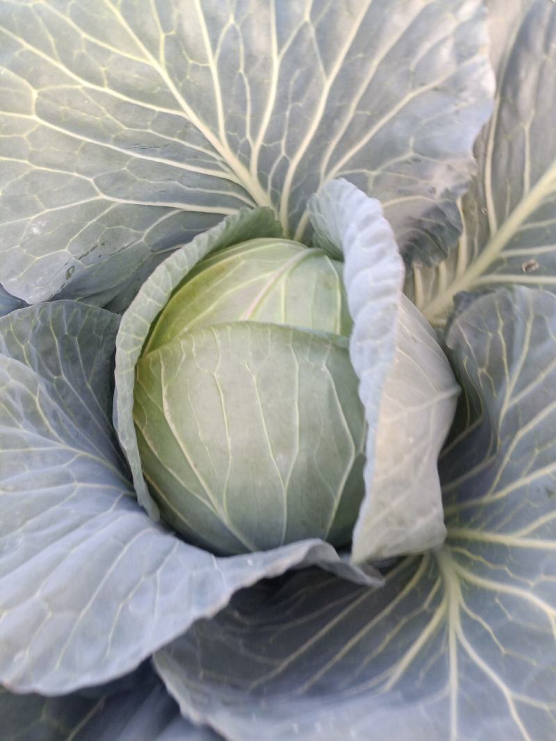 甘肃靖远双龙三号莲花白大量现货