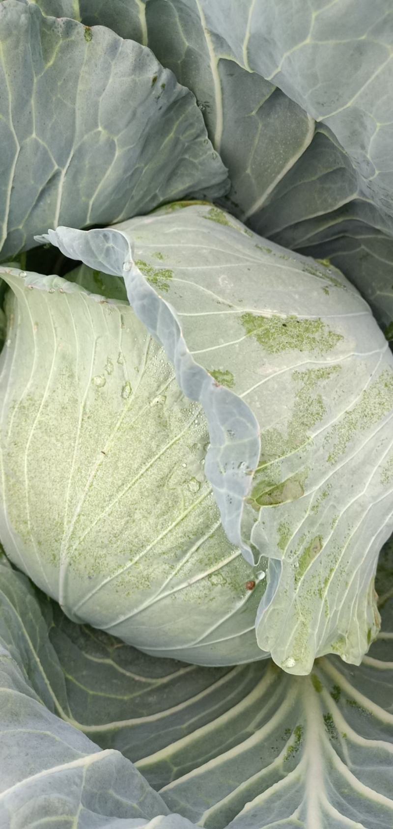 甘肃靖远双龙三号莲花白大量现货