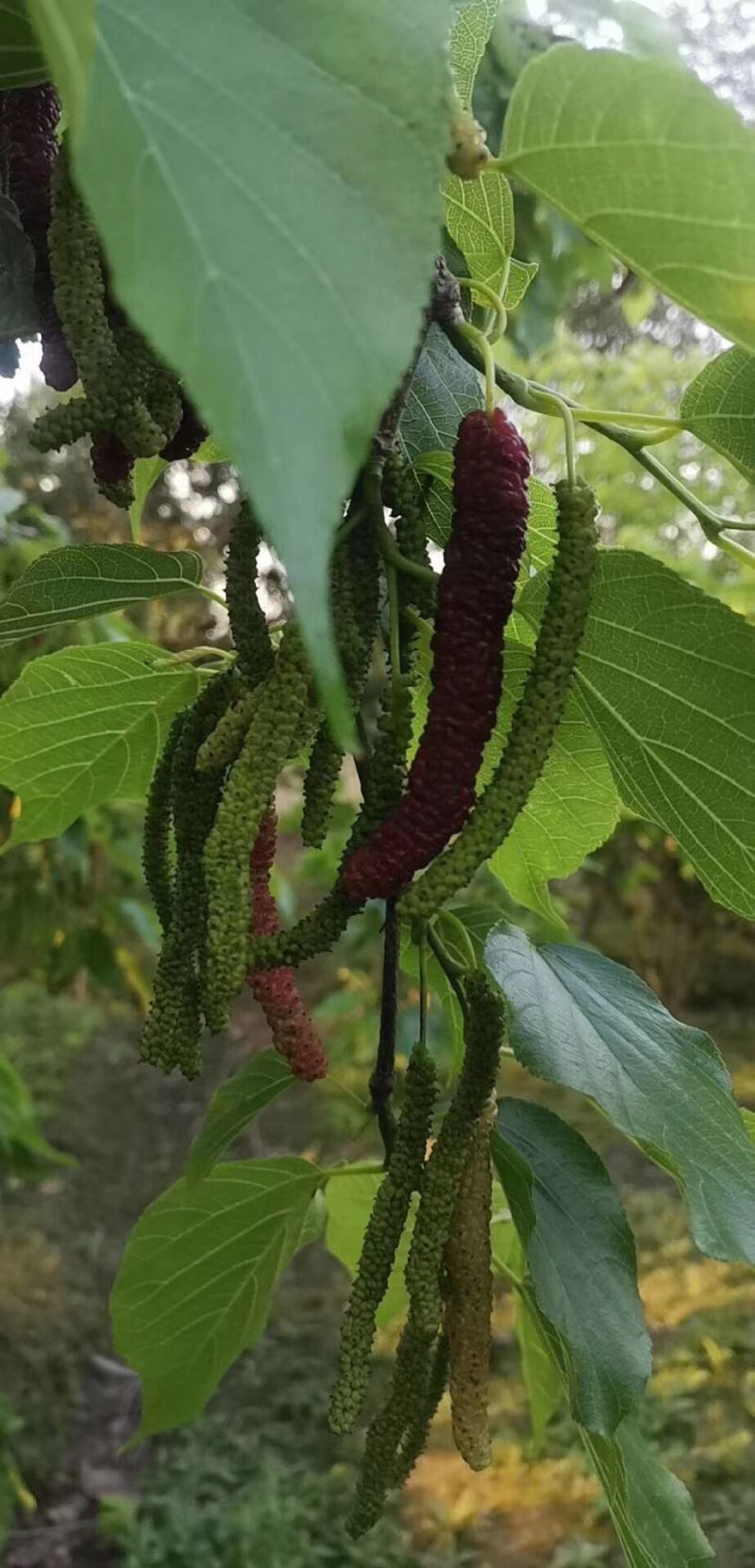 （有好货）四季长桑当年种植当年挂果