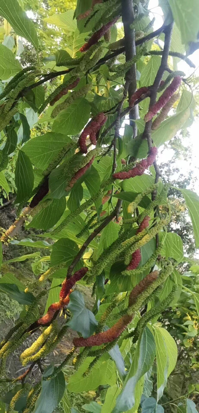 （有好货）四季长桑当年种植当年挂果