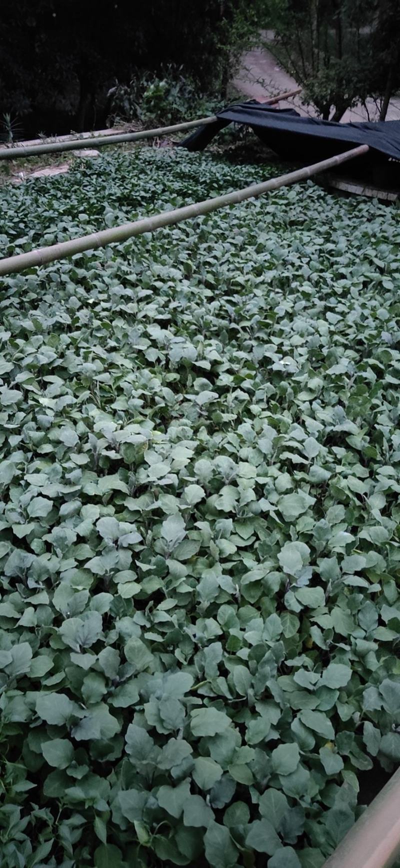 辣椒苗茄子苗番茄苗代育预定预售可场地考察