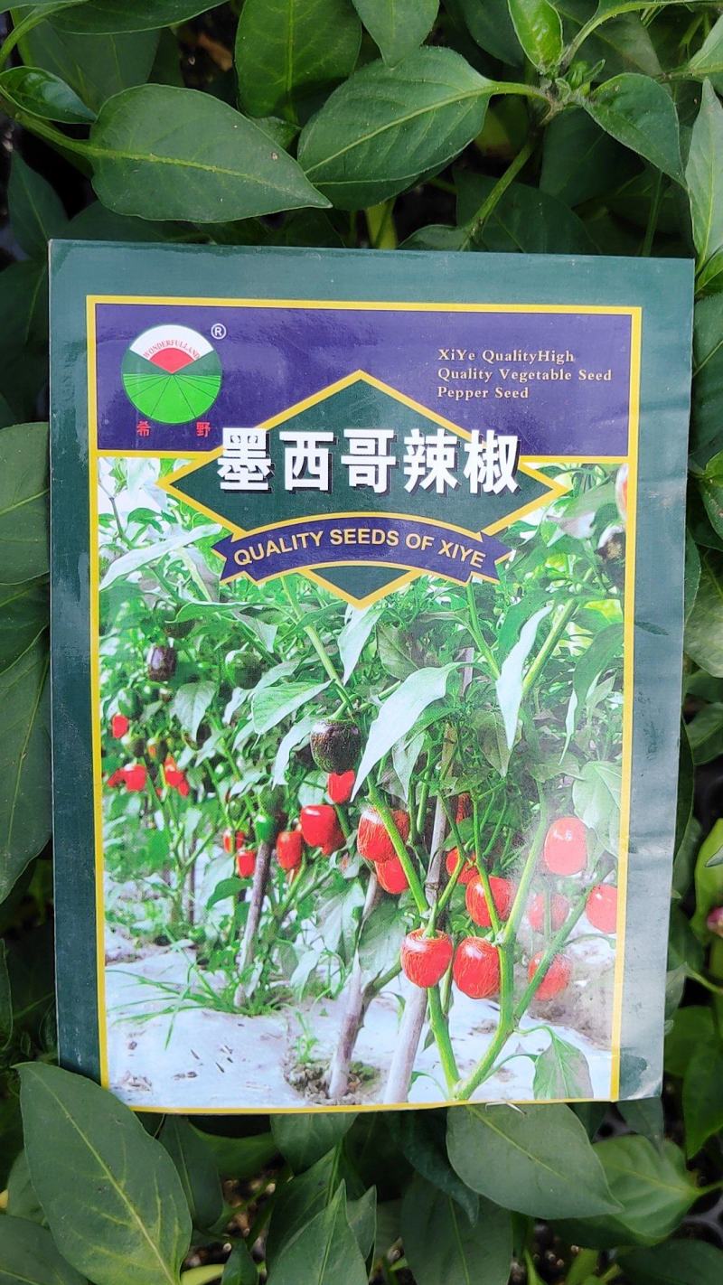 辣椒苗茄子苗番茄苗代育预定预售可场地考察