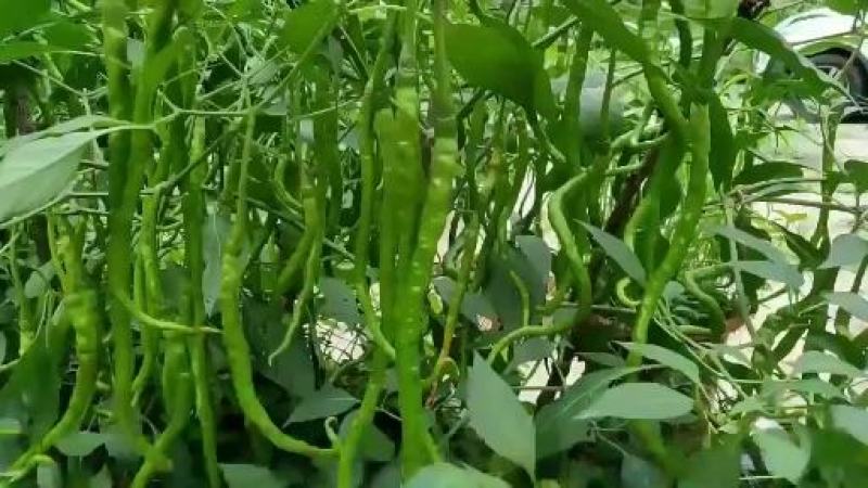 辣椒苗茄子苗番茄苗代育预定预售可场地考察