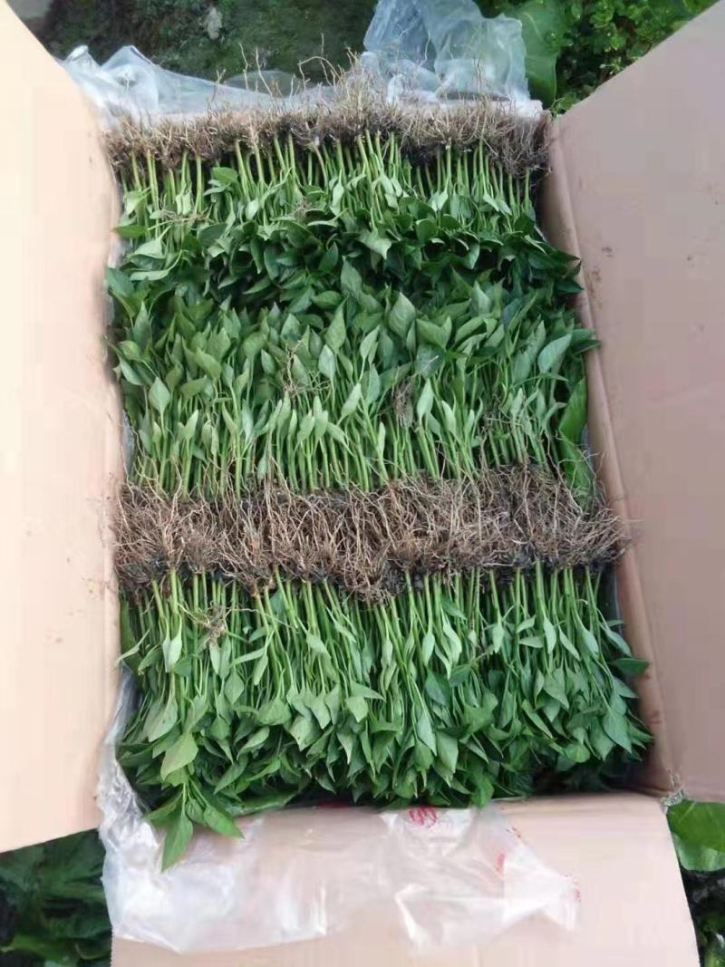 辣椒苗茄子苗番茄苗代育预定预售可场地考察