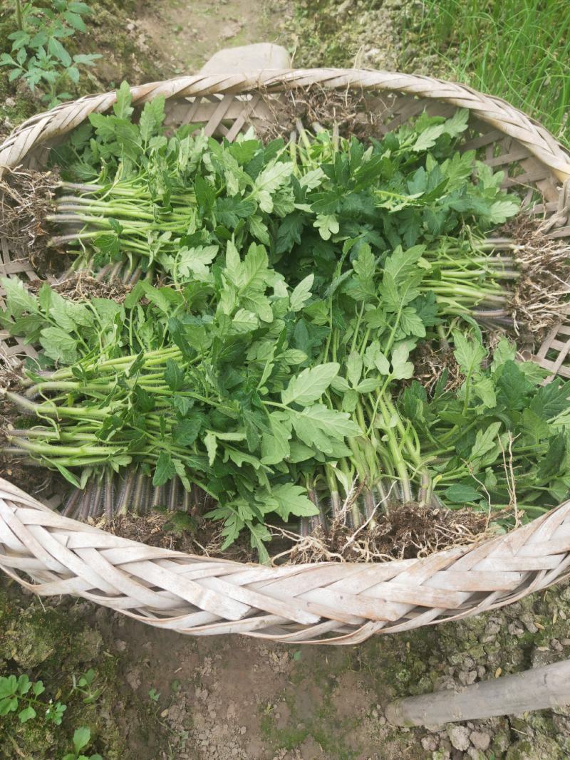 辣椒苗茄子苗番茄苗代育预定预售可场地考察