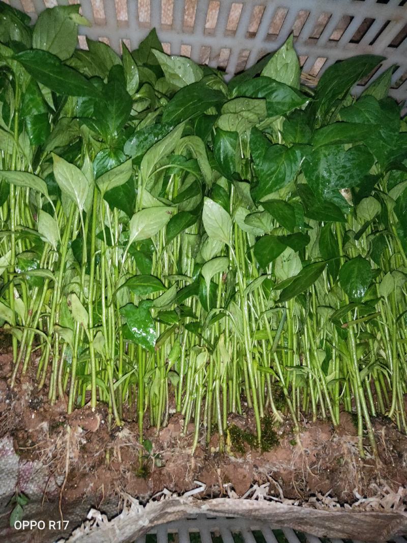 辣椒苗茄子苗番茄苗代育预定预售可场地考察