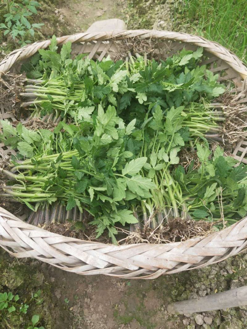 辣椒苗茄子苗番茄苗代育预定预售可场地考察