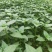 辣椒苗茄子苗番茄苗代育预定预售可场地考察