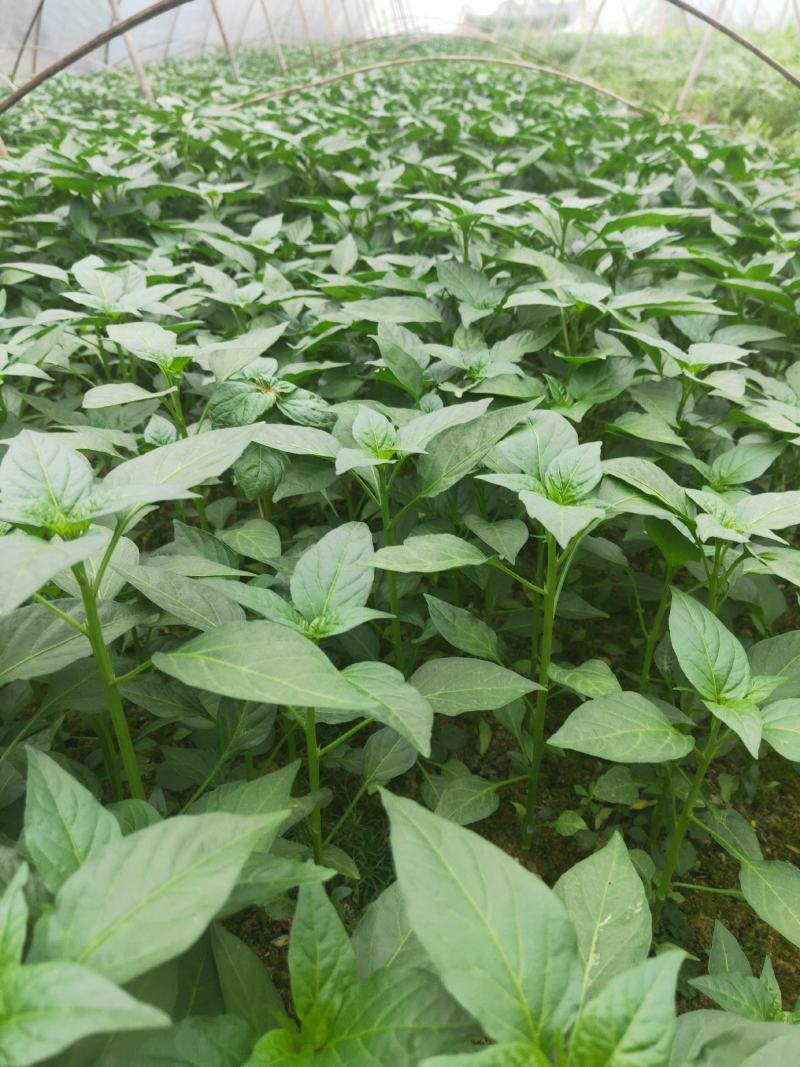 辣椒苗茄子苗番茄苗代育预定预售可场地考察