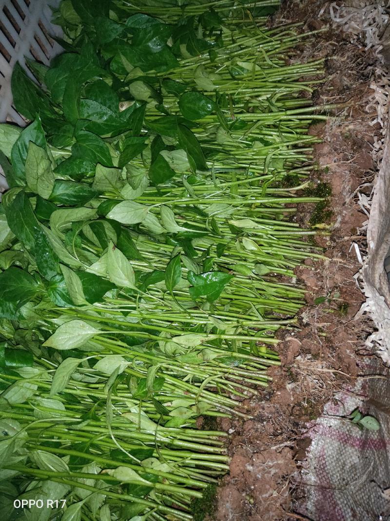 辣椒苗茄子苗番茄苗代育预定预售可场地考察