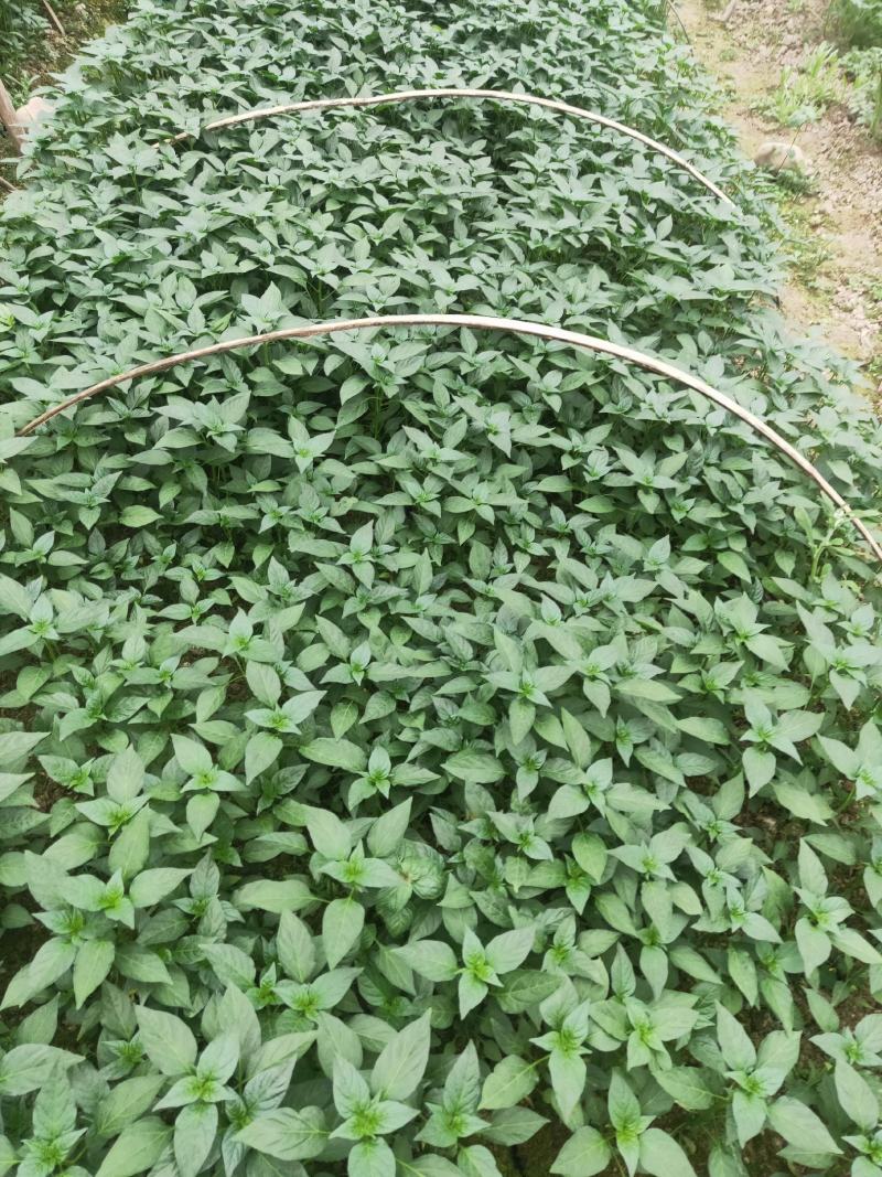 辣椒苗茄子苗番茄苗代育预定预售可场地考察