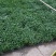 辣椒苗茄子苗番茄苗代育预定预售可场地考察