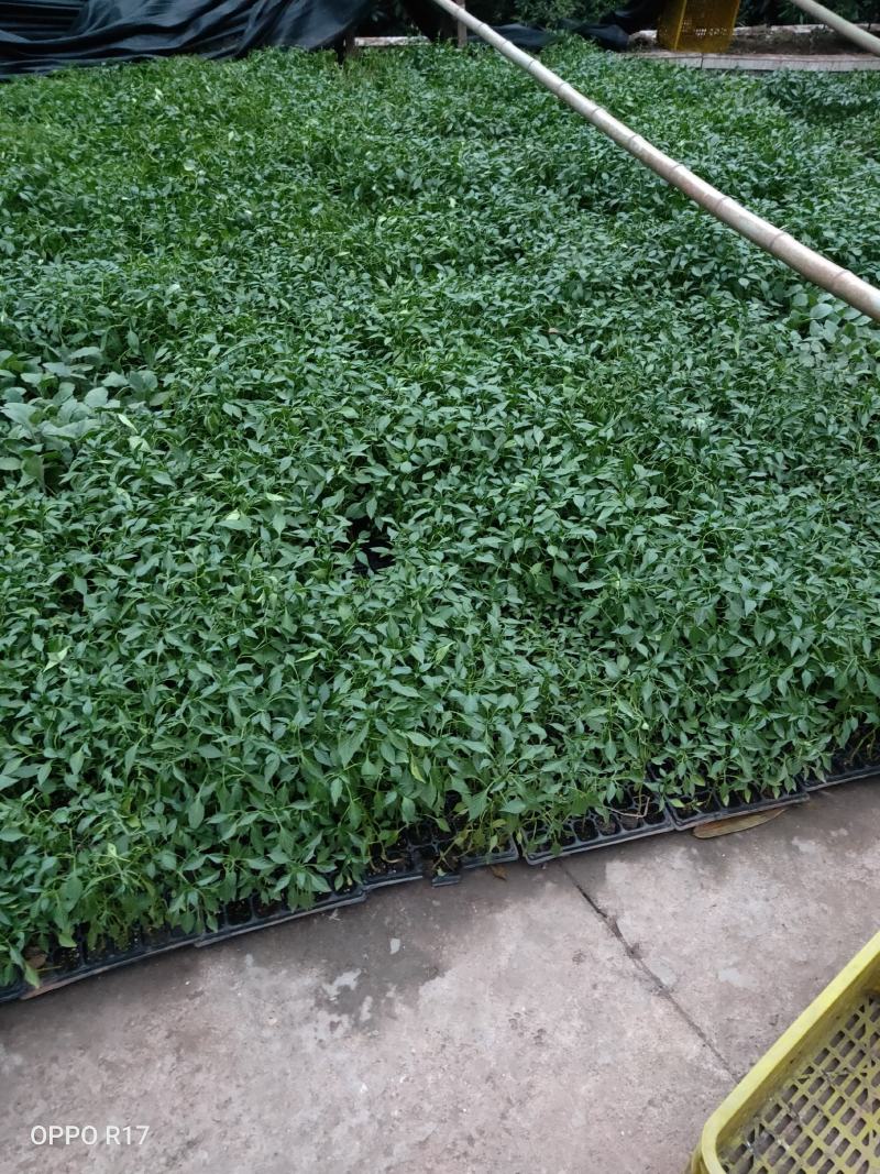 辣椒苗茄子苗番茄苗代育预定预售可场地考察