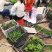 辣椒苗茄子苗番茄苗代育预定预售可场地考察