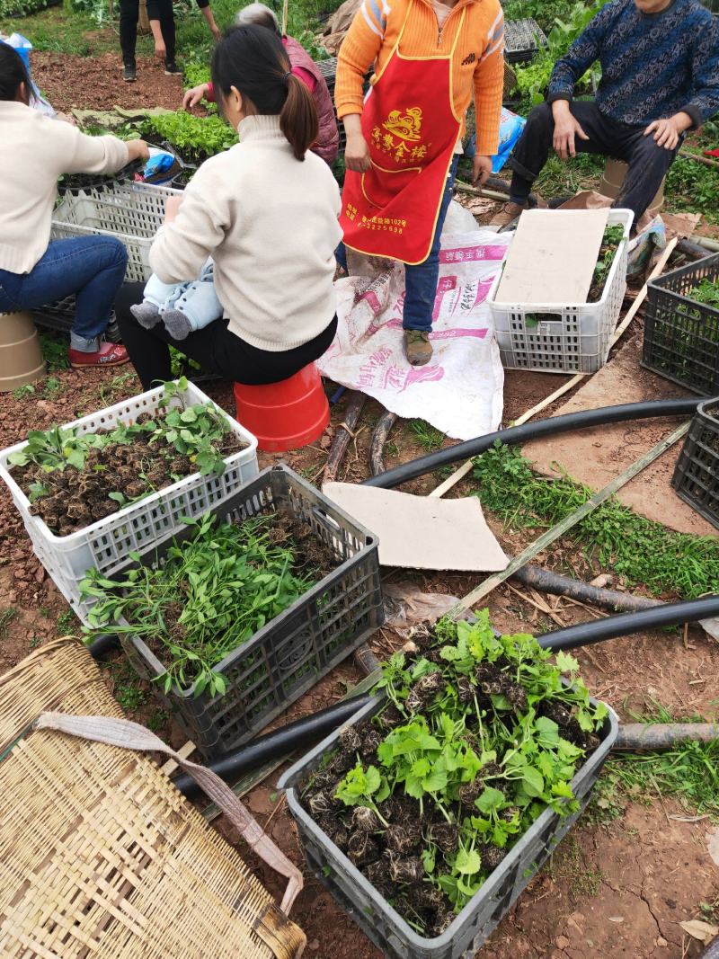 辣椒苗茄子苗番茄苗代育预定预售可场地考察