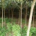 枇杷，枇杷树枇杷大树1--20公分基地自销