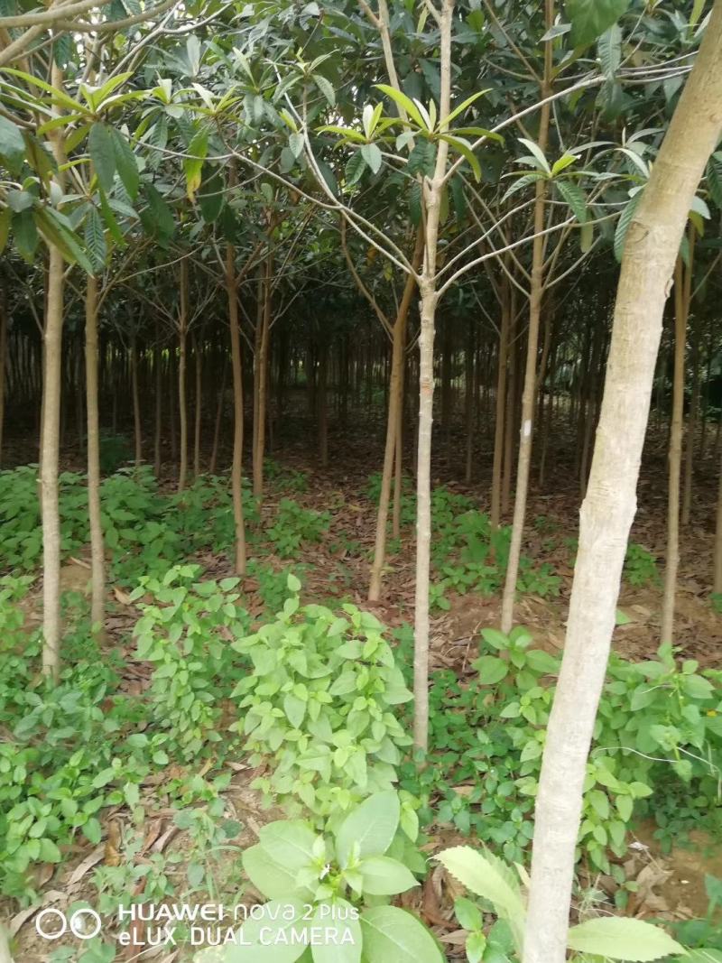 枇杷，枇杷树枇杷大树1--20公分基地自销