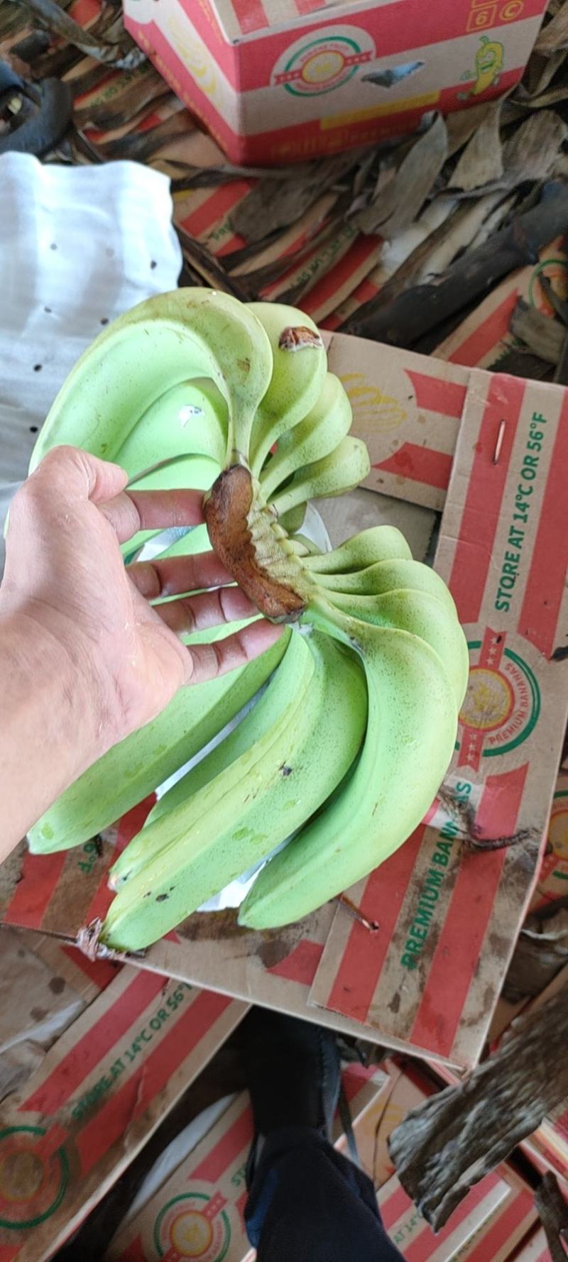 缅甸基地货，蕉农回收资金，处理价