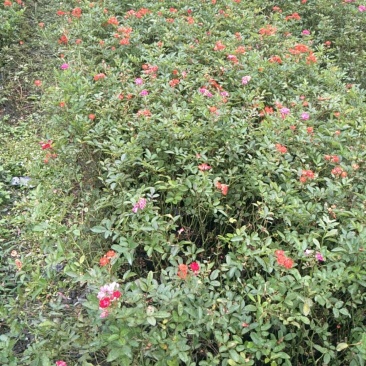 基地直供丰花月季花期长花色多