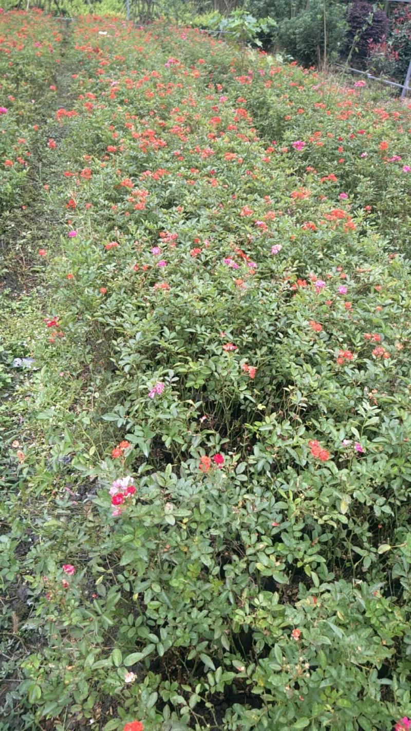 基地直供丰花月季花期长花色多